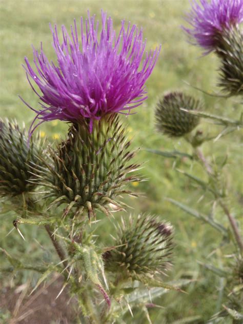 Thistles