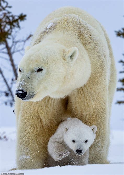 Pin On Beautiful Polar Bears Love Protect