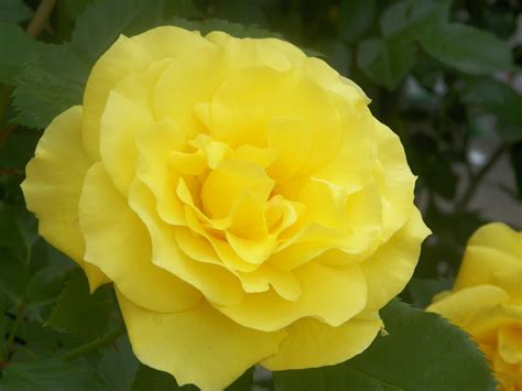 The Country Crafter The Yellow Rose Bush