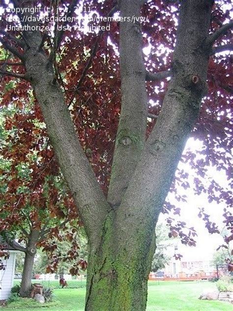 Plant Identification Closed Tall Purple Leaf Tree Id 1