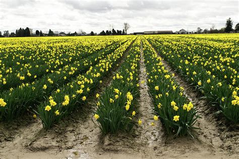Mud Between The Daffodils Photograph By Tom Cochran Pixels