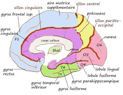 Circonvolution cérébrale Wikipédia Anatomie du cerveau Anatomie du