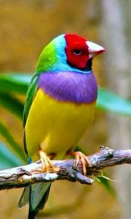 Beautiful Bird Yellow Purple Red Green Blue And Black Pet Birds