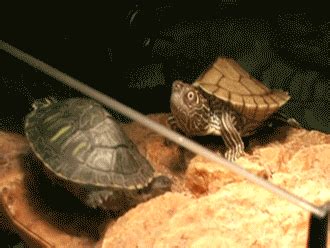 Surprised Turtle GIFs Find Share On GIPHY
