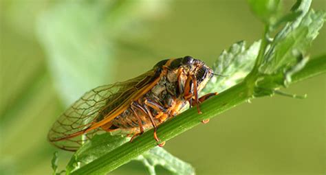 Ağustos Böceği Türleri ve Özellikleri
