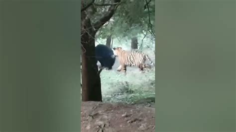 Tiger Chased By Bear Tiger Animals Youtube