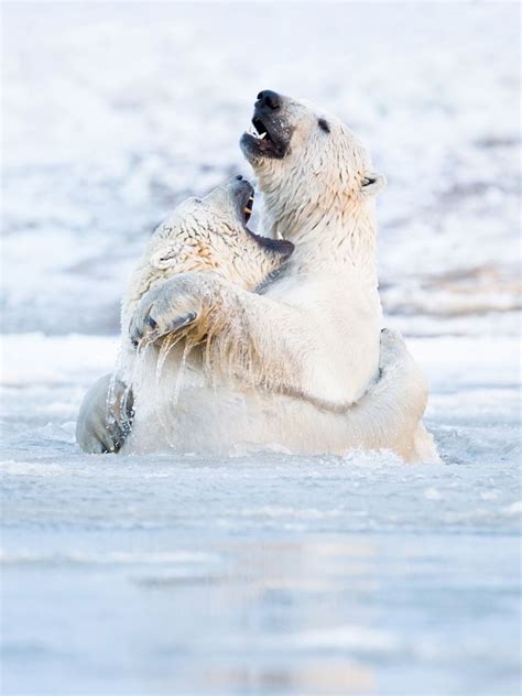 Bear Hug Bear Hug Baby Polar Bears Bear