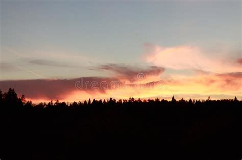Bloody Sunset In The Forest Stock Photo Image Of Beauty Fire 143895302