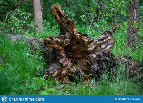 A Rotten Overturned Tree Stump In The Forest Stock Photo Image Of