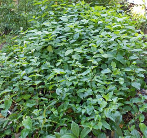 Synonyms cornus alba 'buds yellow' cornus stolonifera 'budd's yellow'. Cornus sericea 'Yellow' - Yellow Twig Dogwood for sale