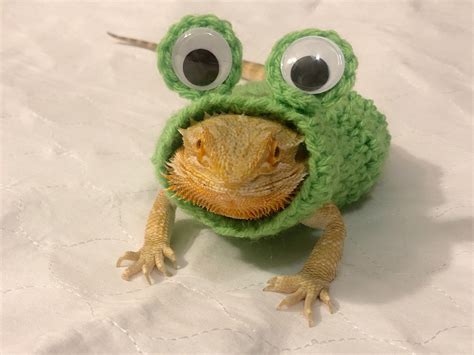 Crocheted Adult Frog Bearded Dragon Costume Bearded Dragon Hong Kong