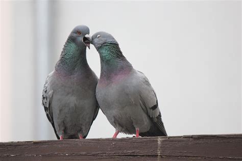 Kissing Pigeons Cc0photo