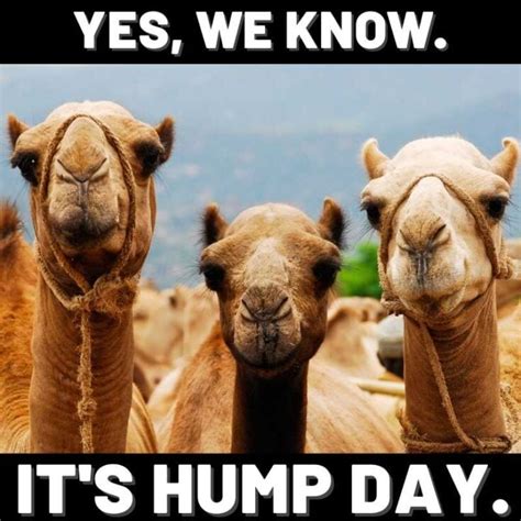 Hump Day Memes To Help You Laugh Thru Wednesday Digital Mom Blog