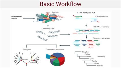 Microbiome 16s Rrna Sequencing Ppt Download