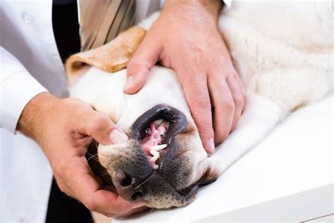 Inflammation Of The Soft Tissues In The Mouth In Dogs Symptoms