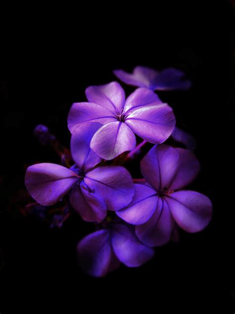40 Examples Of Beautiful Purple Nature Colors Photography