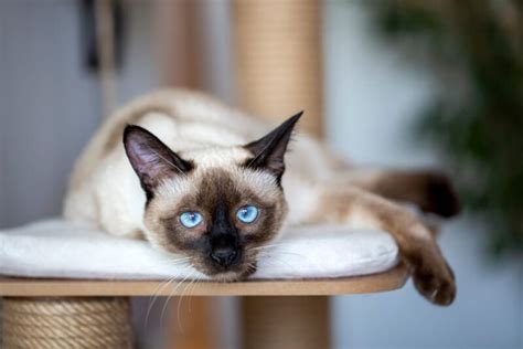 Where Do Siamese Cats Come From