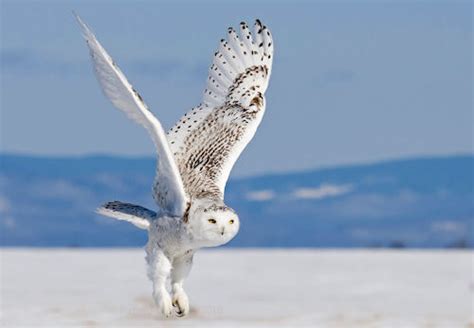 Búho Blanco Descendiendo Sobre La Nieve White Owl