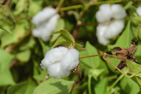 Ripe Cotton Plant On A Branch Ready To Harvest In A Cotton Field Stock