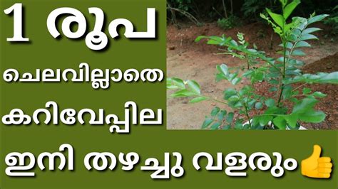 Curry Leaves Grow Tips In Malayalamcurry Leaves Detailkariveppila