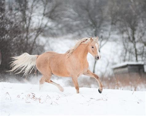 Horses In The Snow Wallpapers Wallpaper Cave