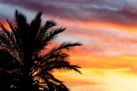 Palm Tree At Sunset Free Stock Photo Public Domain Pictures