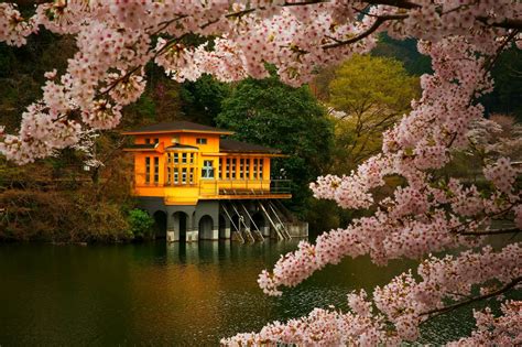 Free Download Hd Wallpaper Brown And Orange House Cherry Blossom