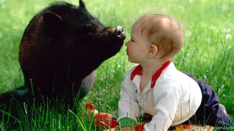 Pig And Baby Kiss Cute Pigs Baby Pigs Animals