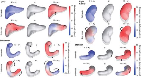 Statistical Deformation Representation Of The Liver Stomach Duodenum Download Scientific