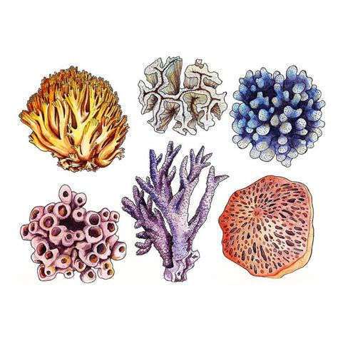 Coral Reef Drawing Coral Reef Art Coral Painting Coral Tattoo Sea