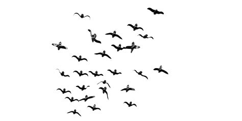 Bird Flight Bird Flight Flock Bird Png Png Download 1290649 Free
