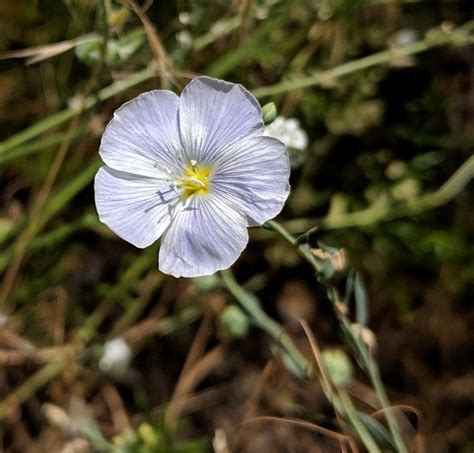 Plantfiles Pictures Linum Species Lewis Blue Flax Lewis Prairie