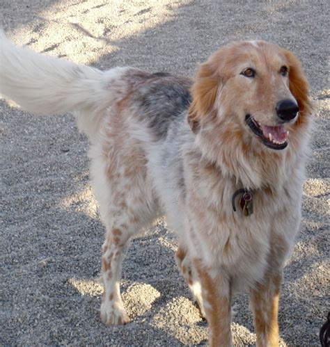 Great pyrenees german shepherd mix full grown. Did someone call for an awesome dog? | Golden retriever ...
