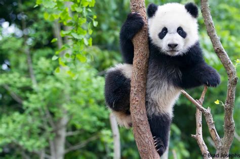 Der Große Panda Wwf Österreich