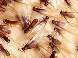 Photos of Show Me What Termites Look Like