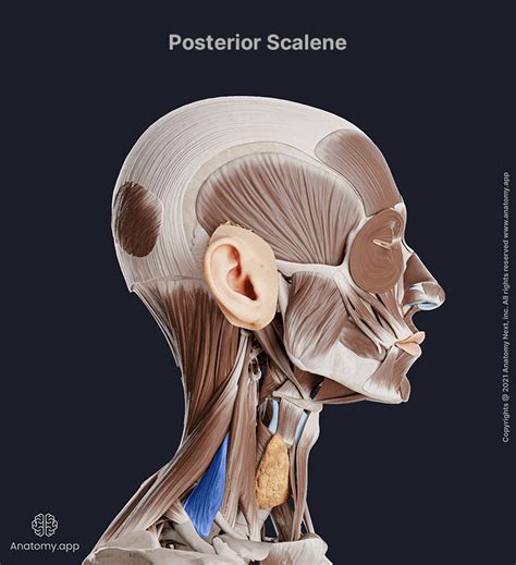 Posterior Scalene Encyclopedia Anatomyapp Learn Anatomy 3d