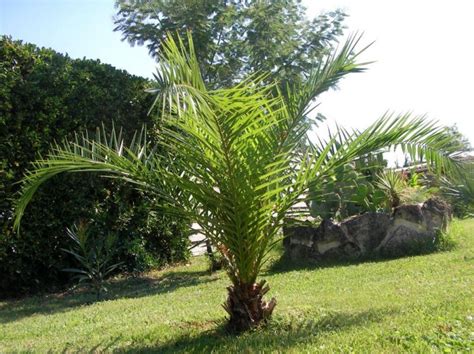 It is the natural symbol of the canary islands, together with the canary serinus canaria. Phoenix canariensis - Canarische dadelpalm kopen | Maréchal