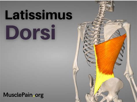 Latissimus Dorsi Trigger Points Muscle Pain