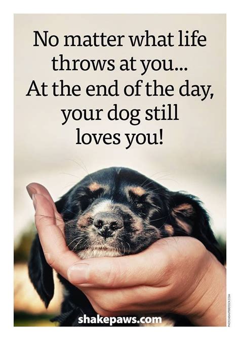 Pin By Lori Ehrlich On Pupsrspecial Dog Quotes Puppy Quotes Dog