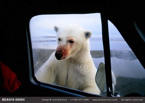 Greatest Hits Joel Sartore Polar Bear Bear Polar