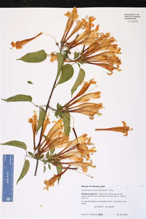 Herbarium Specimen Details - ISB: Atlas of Florida Plants