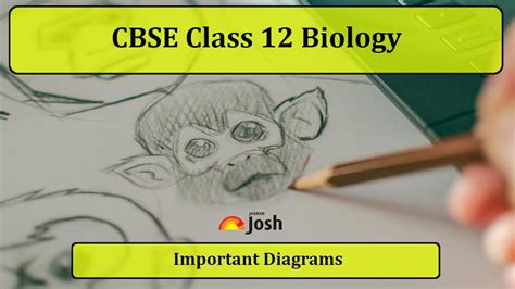 Important Cbse Class 12 Biology Diagrams With Label And Explanations