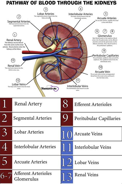 A Function Of The Kidney Is To Filter Blood Read About 8 Facts About