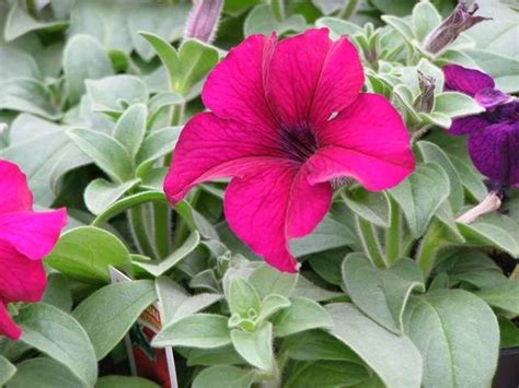 Dreams Burgundy Petunias