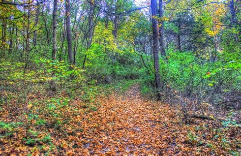 Forest Scenery At Apple River Canyon State Park Illinois Image Free