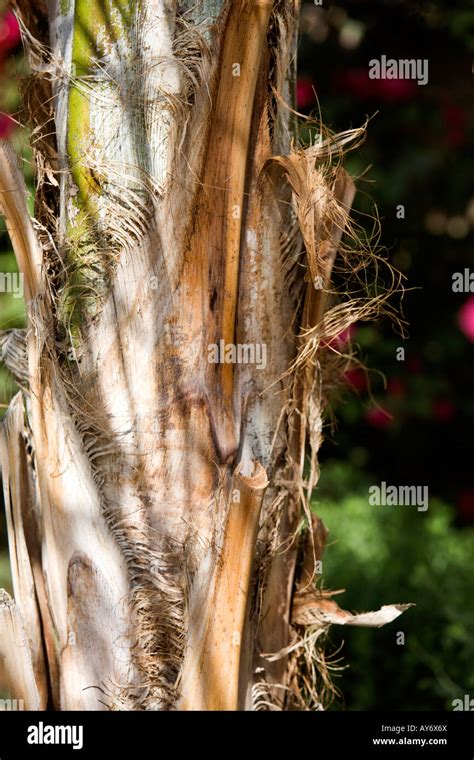 Palm Tree Bark Peeling Hi Res Stock Photography And Images Alamy