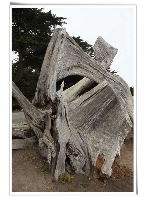 The Ghost Tree 17 Mile Drive Monterey California 加州 蒙特利