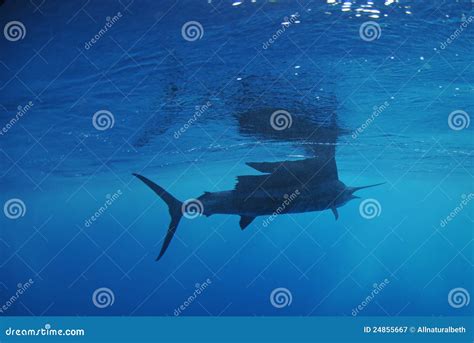 Sailfish Fish Swimming In Ocean Stock Image Image Of Habitat Blue