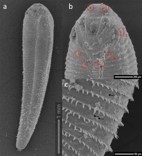 Scanning Electron Microscopy Of Nymph Of Linguatula Serrata Collected