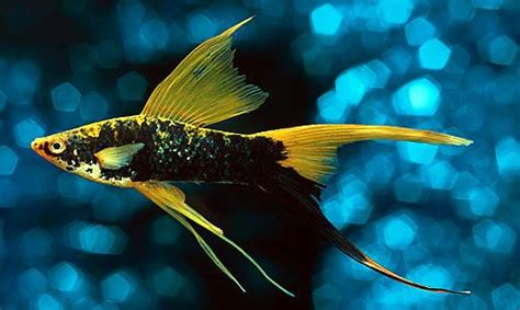 Hi Fin Lyretail Swordtail Loved Swordtails As A Kid But Theyve Come